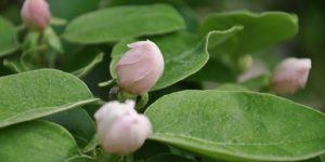 Southern Magnolia Leaf