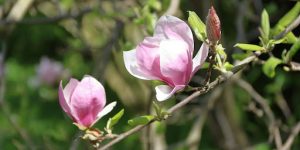 Magnolia Extracts for Stress 