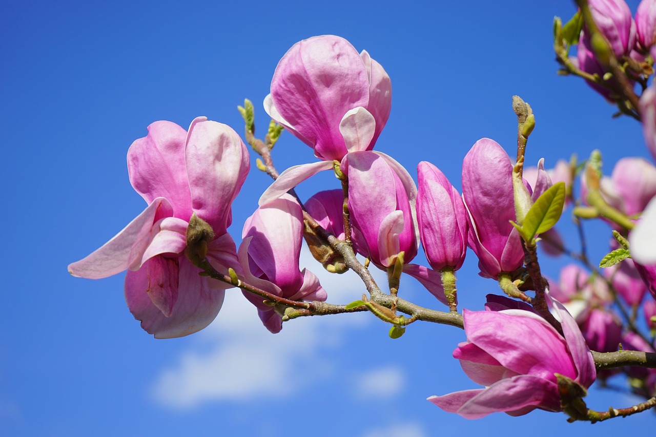 Growing Southern Magnolia Seedlings: A Beginner’s Guide