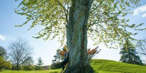 Understanding Live Oak Growth Cycles
