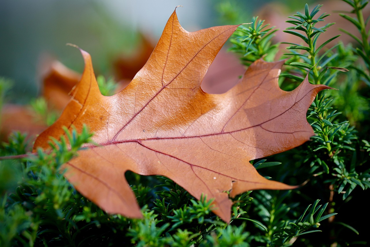 Water Oak Leaf Shape: Identification Guide & Key Features