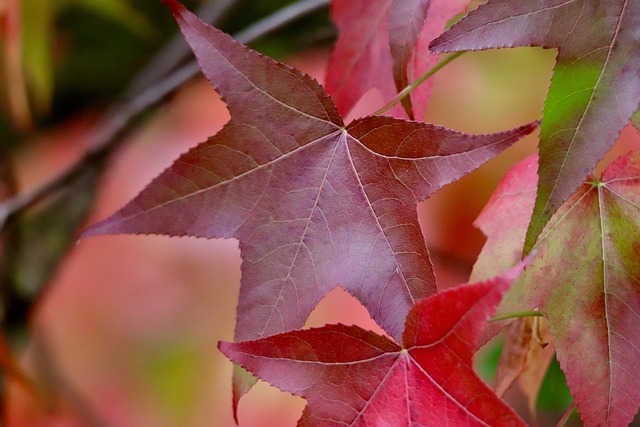 Sweetgum Tree Uses for Home, Health, and Garden