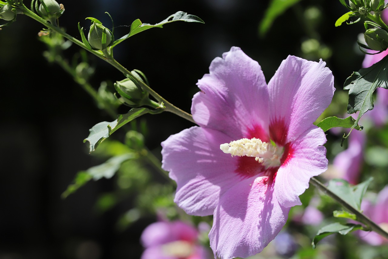 How Do You Prune a Rose of Sharon Tree: Simple Tips