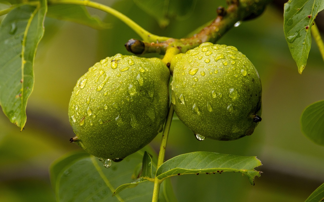 Butternut Tree vs Black Walnut: Which Tree Should You Plant?