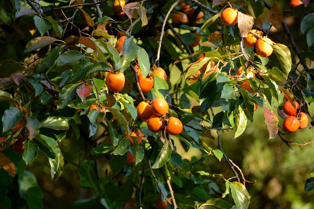 Persimmon Tree Growing Zone Explained: From Zone 4 to Zone 9