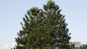 Shortleaf Pine vs Loblolly Growth Differences