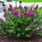 Crepe Myrtle Bush vs Tree