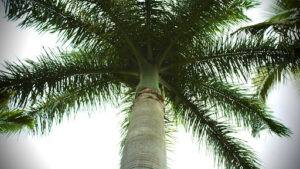 Growth Rate, Lifespan, and Maintenance Needs