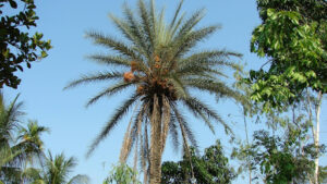 Native Range and Climate Preferences