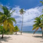 Palmetto Tree vs Palm Tree