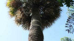 Trunk Structure and Height Comparison