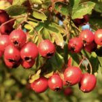 What Does a Hawthorn Tree Look Like
