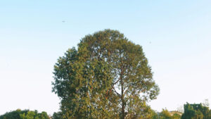 What Does a Hawthorn Tree Look Like at Maturity