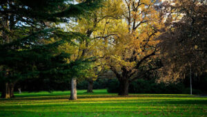 What Does a Hawthorn Tree Look Like in Fall and Winter