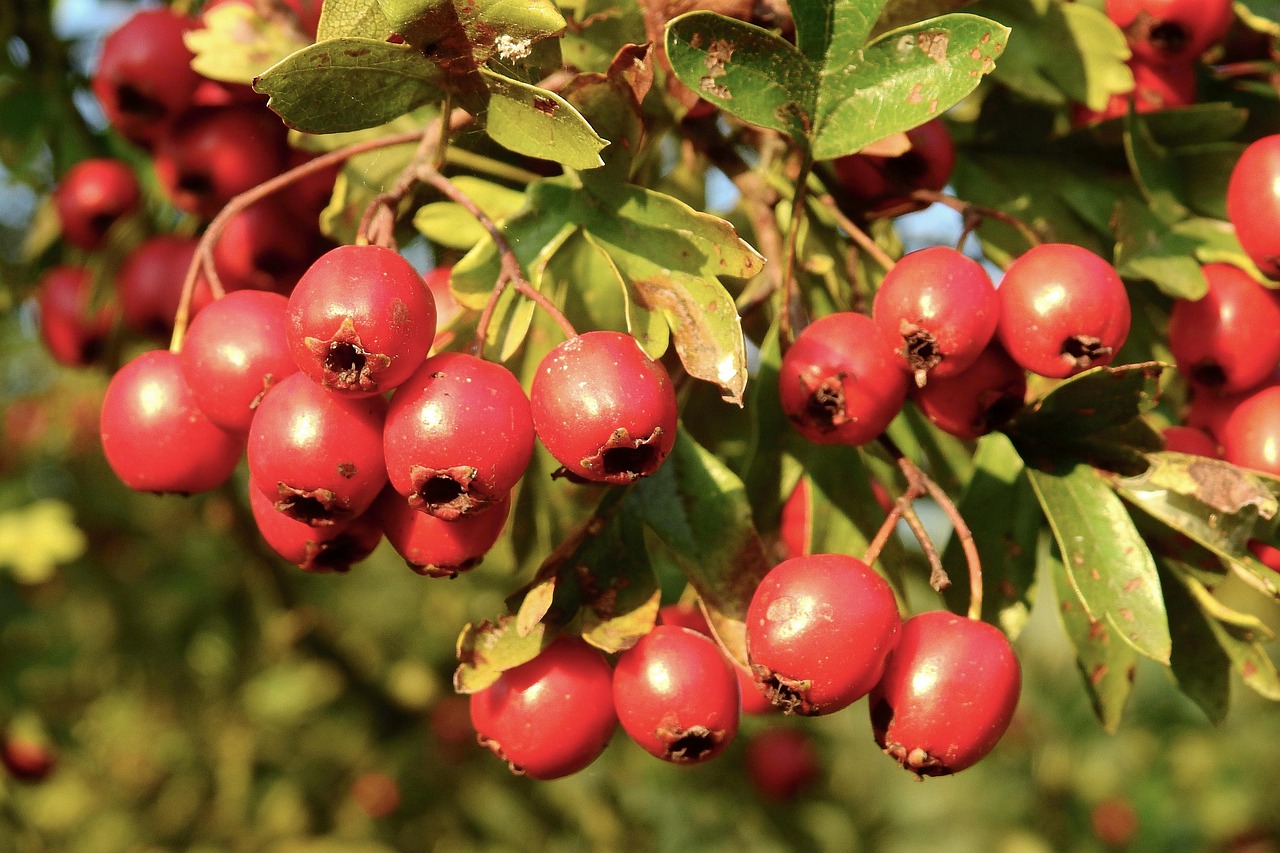 What Does a Hawthorn Tree Look Like: Identification Guide
