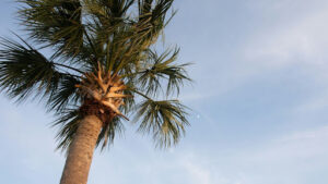 What Is a Palm Tree Key Characteristics