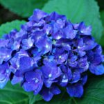 When to Prune Limelight Hydrangea Tree