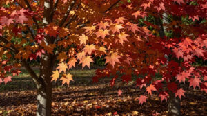 Choosing the Right Maple for Your Landscape