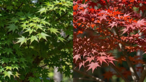 Maintenance Needs: A Comparative Look